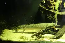 Schmuck-Fl�sselhecht (Polypterus ornatipinnis) am 9.2.2010 im Vivarium Karlsruhe.