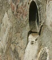 Bist du fertig? Auf dem Weg in k�hlere Gefilde hielt diese Eidechse kurz inne und liess sich geduldig fotografieren.
(Oktober 2009)