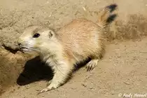 Schwarzschwanz-Pr�riehund (Nachzucht im Tierpark-Berlin)