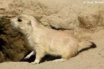 Schwarzschwanz-Pr�riehund (Nachzucht im Tierpark-Berlin)