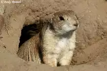 Schwarzschwanz-Pr�riehund