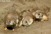Schwarzschwanz-Pr�riehund (Nachzucht im Tierpark-Berlin)