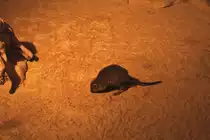 B�rstenschwanz-Rattenk�nguru (Bettongia penicillata) am 11.3.2010 im Zoo Berlin.