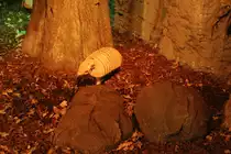 Sechsbinden-G�rteltier oder auch Wei�borsten-G�rteltier (Euphractus sexcinctus) am 11.3.2010 im Zoo Berlin.