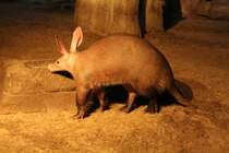 Dieses Erdferkel (Orycteropus afer) shaut nach, ob es schon etwas zum Essen gibt. Zoo Berlin am 11.3.2010.