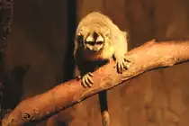 S�dlicher Rotkehl-Nachtaffe oder auch Bolivianischer Nachtaffe (Aotus azarai boliviensis) am 11.3.2010 im Zoo Berlin.