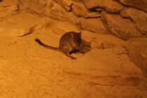 Ein Brstenschwanz-Rattenknguru (Bettongia penicillata) am 11.3.2010 im Zoo Berlin.