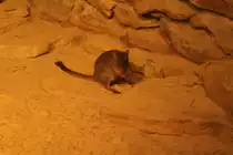Ein B�rstenschwanz-Rattenk�nguru (Bettongia penicillata) am 11.3.2010 im Zoo Berlin.