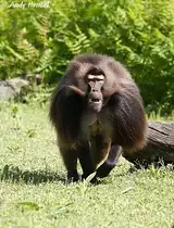 Blutbrustpavian-M�nnchen (Dschelada).