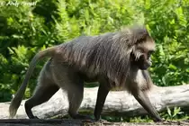 Blutbrustpavian (Dscheladas). Anders als bei den Pavianen f�hren bei den Dscheladas Weibchen die Gruppe an. 