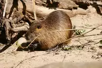 Die Biberratte (Myocastor coypus), auch Nutria oder seltener Sumpfbiber, Schweifbiber, Schweifratte, Coypu, Wasserratte  genannt, ist eine aus S�damerika  stammende und in Mitteleuropa eingeb�rgerte Nagetierart. 