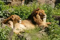 L�wen-Paar geniesst die Sonne.