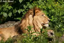 Afrikanischer L�we