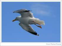 Diese Silbermwe (Larus argentatus) begleitete unsere Fhre bei der berfahrt von Calais nach Dover.