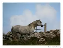 Connemara Pony - Diese Stute lebt in der N�he von Cleggan, Connemara County Galway - Irland