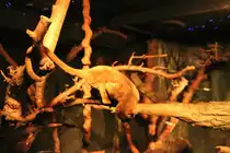 Wickelb�r (Potos flavus) am 11.3.2010 im Zoo Berlin.