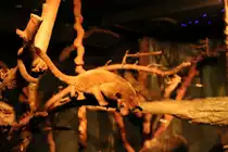 Wickelb�r (Potos flavus) am 11.3.2010 im Zoo Berlin.