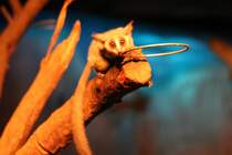 Neugieriger Senegal-Galago (Galago senegalensis) am 11.3.2010 im Nachttierhaus des Berliner Zoos.