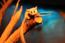 Neugieriger Senegal-Galago (Galago senegalensis) am 11.3.2010 im Nachttierhaus des Berliner Zoos.