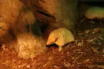 Wei�borsten-G�rteltier (Euphractus sexcinctus) am 11.3.2010 im Zoo Berlin.