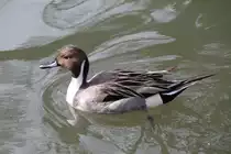 M�nnliche Spie�ente (Anas acuta) am 11.3.2010 im Zoo Berlin.