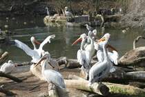 Eine Gruppe Krauskopfpelikane (Pelecanus crispus) beim Sonnen. Zoo Berlin am 11.3.2010.