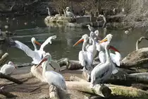 Eine Gruppe Krauskopfpelikane (Pelecanus crispus) beim Sonnen. Zoo Berlin am 11.3.2010.