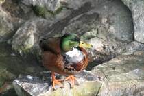 Stockentenerpel im Schlichtkleid. Zoo Berlin am 11.3.2010.