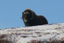  Keiner spielt mit mir! Immer laufen sie weg!  Der Schreck sitzt beim fotografieren noch in den Gliedern. Pl�tzlich stand dieser Moschusbulle 20m vor uns, als wir von der einen Seite und er von der anderen Seite diesen H�gel erklammen. Dovrefjell; 05.10.2009