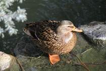 Stockente am 11.3.2010 im Zoo Berlin.