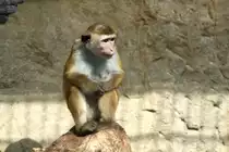 Nachdenklicher Ceylon-Hutaffe (Macaca sinica) am 11.3.2010 im Zoo Berlin.