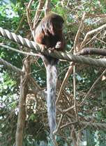 Roter Springaffe (Callicebus cupreus) am 11.3.2010 im Zoo Berlin.