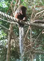 Roter Springaffe (Callicebus cupreus) am 11.3.2010 im Zoo Berlin.