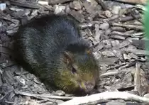 Zwergaguti (Myoprocta acouchy) am 11.3.2010 im  Zoo Berlin.