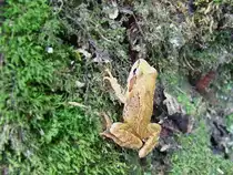 Moorfrosch fl�chtet auf einen Moosbewachsenen Baumstumpf;100606
