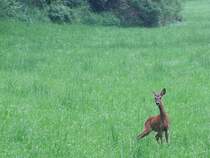 Reh hat eine Witterung aufgenommen;100603