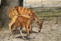 Mutter mit Kitz eines Wald-Sitatunga oder auch Westliches Sitatunga (Tragelaphus spekii gratus) am 11.3.2010 im Zoo Berlin.