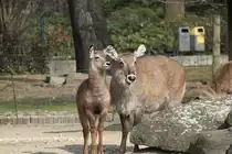 Zwei Defassa-Wasserb�cke (Kobus ellipsiprymnus defassa) am 11.3.2010 im Zoo Berlin.
