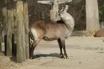 Defassa-Wasserbock (Kobus ellipsiprymnus defassa) beim Kratzen. Zoo Berlin am 11.3.2010.