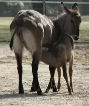 Defassa-Wasserbock (Kobus ellipsiprymnus defassa) am 11.3.2010 im Zoo Berlin.

