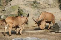 Die Zwei Kontrahenten stellen sich zum Kampf auf. Mhnenspringer (Ammotragus lervia) am 11.3.2010 im Zoo Berlin.