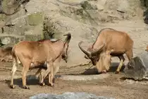 Die Zwei Kontrahenten stellen sich zum Kampf auf. M�hnenspringer (Ammotragus lervia) am 11.3.2010 im Zoo Berlin.