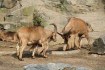Sie kommen sich nher. Mhnenspringer (Ammotragus lervia) am 11.3.2010 im Zoo Berlin.