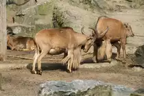 Der erste Schlagabtausch. M�hnenspringer (Ammotragus lervia) am 11.3.2010 im Zoo Berlin.