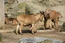 M�hnenspringer (Ammotragus lervia) am 11.3.2010 im Zoo Berlin.