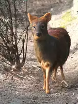 S�dlicher Pudu (Pudu puda) am 11.3.2010 im Zoo Berlin.