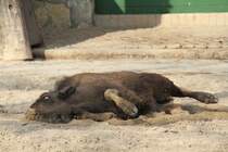 Kleiner Wisent (Bison bonasus) beim Wlzen im Sand am 11.3.2010 im Zoo Berlin.
