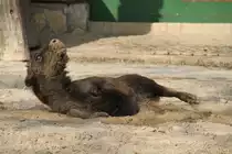 Kleiner Wisent (Bison bonasus) beim W�lzen im Sand am 11.3.2010 im Zoo Berlin.
