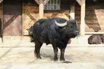 S�deurop�ischer Hauswasserb�ffel (Bubalus arnee f. bubalis) am 11.3.2010 im Zoo Berlin.