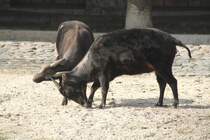 Zwei Flachland-Anoas (Bubalus depressicornis) beim Machtkampf. Zoo Berlin am 11.3.2010.